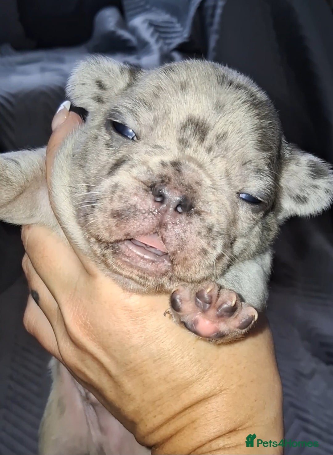 French Bulldog dogs for sale: 8 stunning french bulldogs - Advert 16