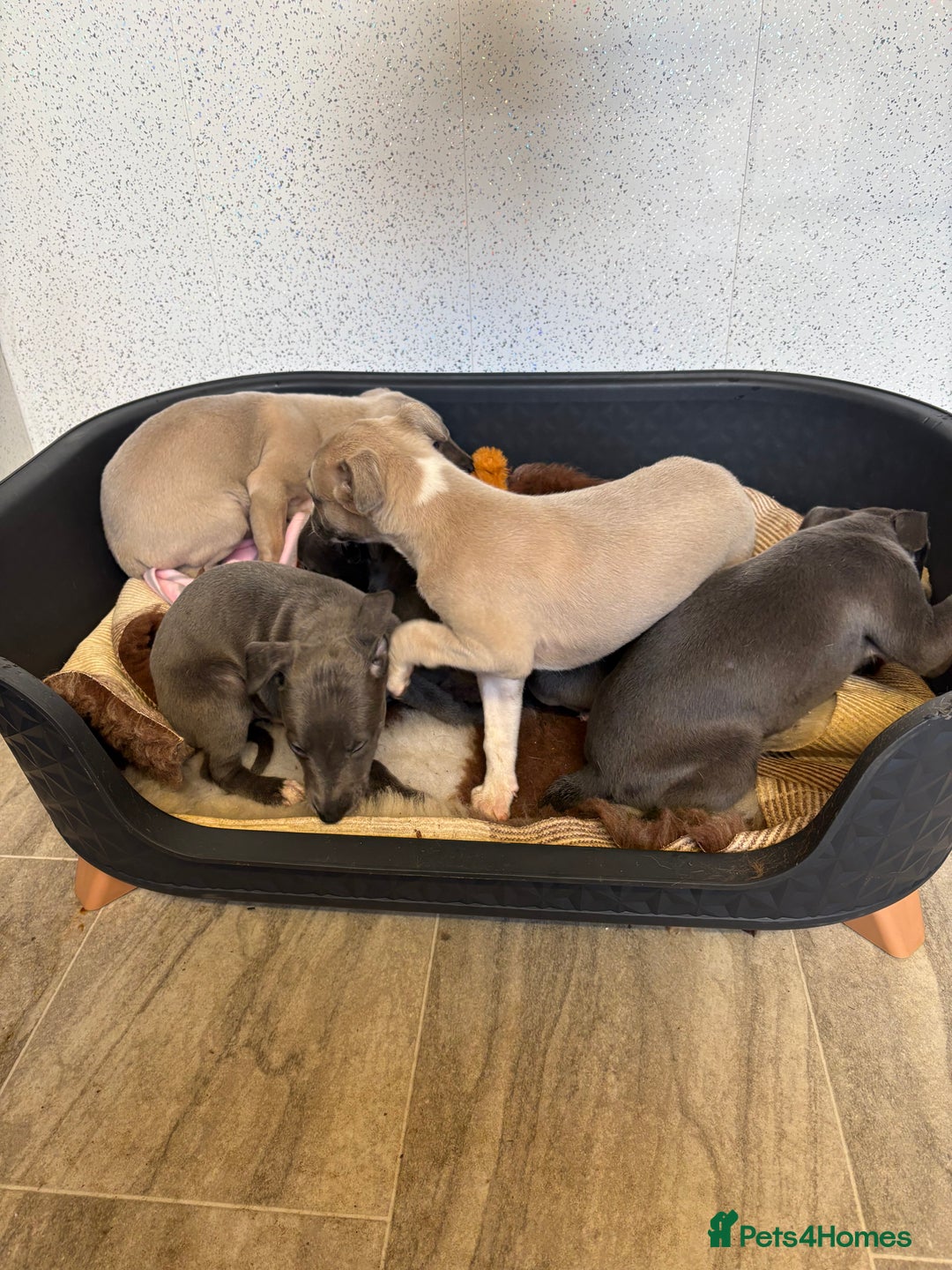 Whippet dogs for sale: 5 beautiful kc registered whippit puppies  - Advert 15