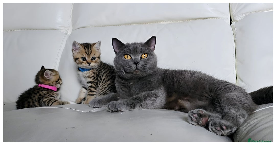 British Shorthair cats for sale: British Blue Kittens (Delivery available) - Image 5