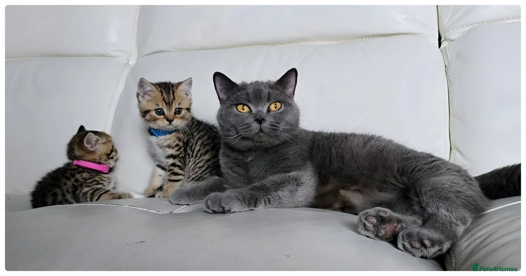British Shorthair cats for sale: British Blue Kittens - Advert 6