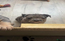 Mixed Breed dogs for sale: Beautiful pups with stunning markings  - Image 27