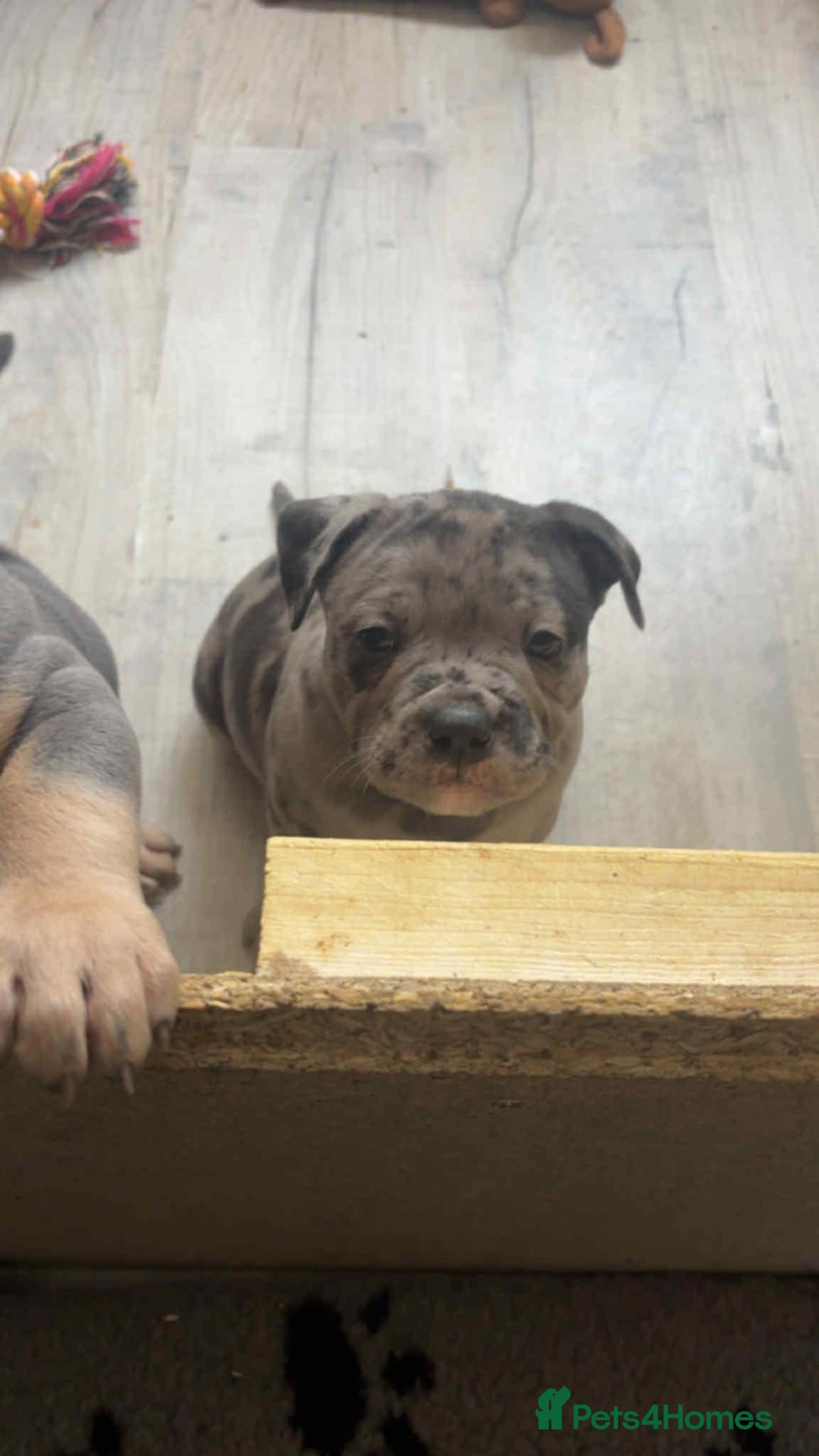 Mixed Breed dogs for sale: Beautiful pups with stunning markings  - Image 27