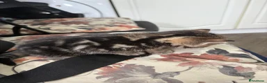 Domestic Shorthair Kitten 1