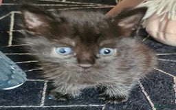 Mixed Breed cats for sale: 3 kittens left looking for there forever homes - Image 1