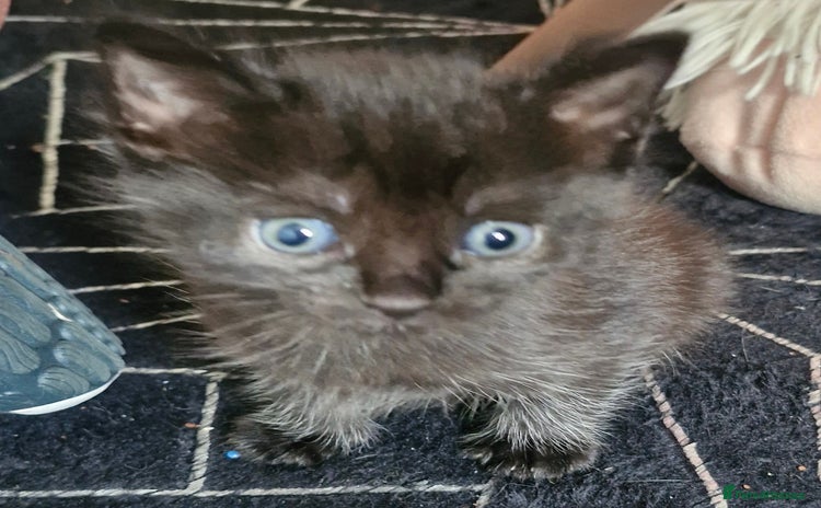 Mixed Breed cats - Advert 5