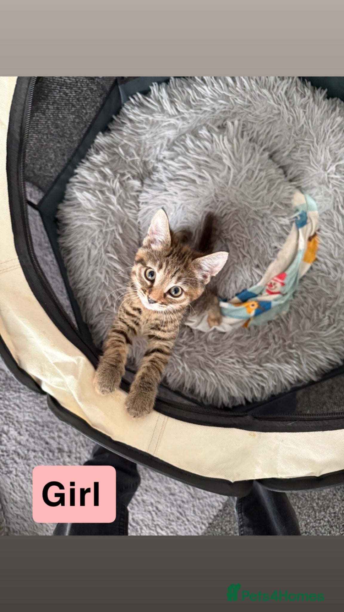 Bengal cats Kittens for sale ! - Advert 1
