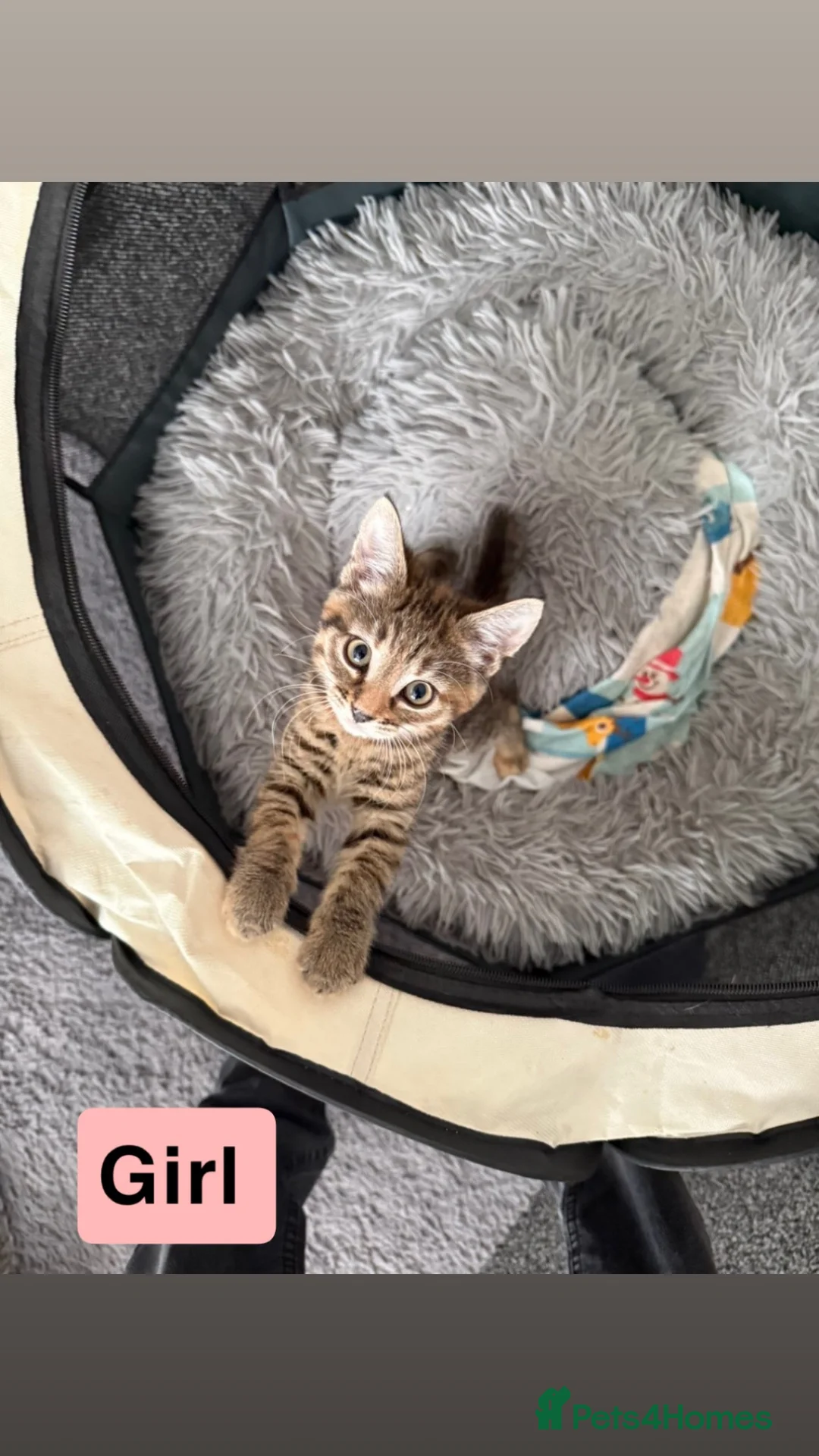 Bengal cats for sale: Kittens for sale ! - Advert 1