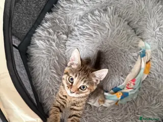 Bengal cats Kittens for sale ! - Advert 3