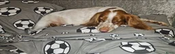 Sprocker dogs for sale: Cocker spaniel puppies due - Advert 8