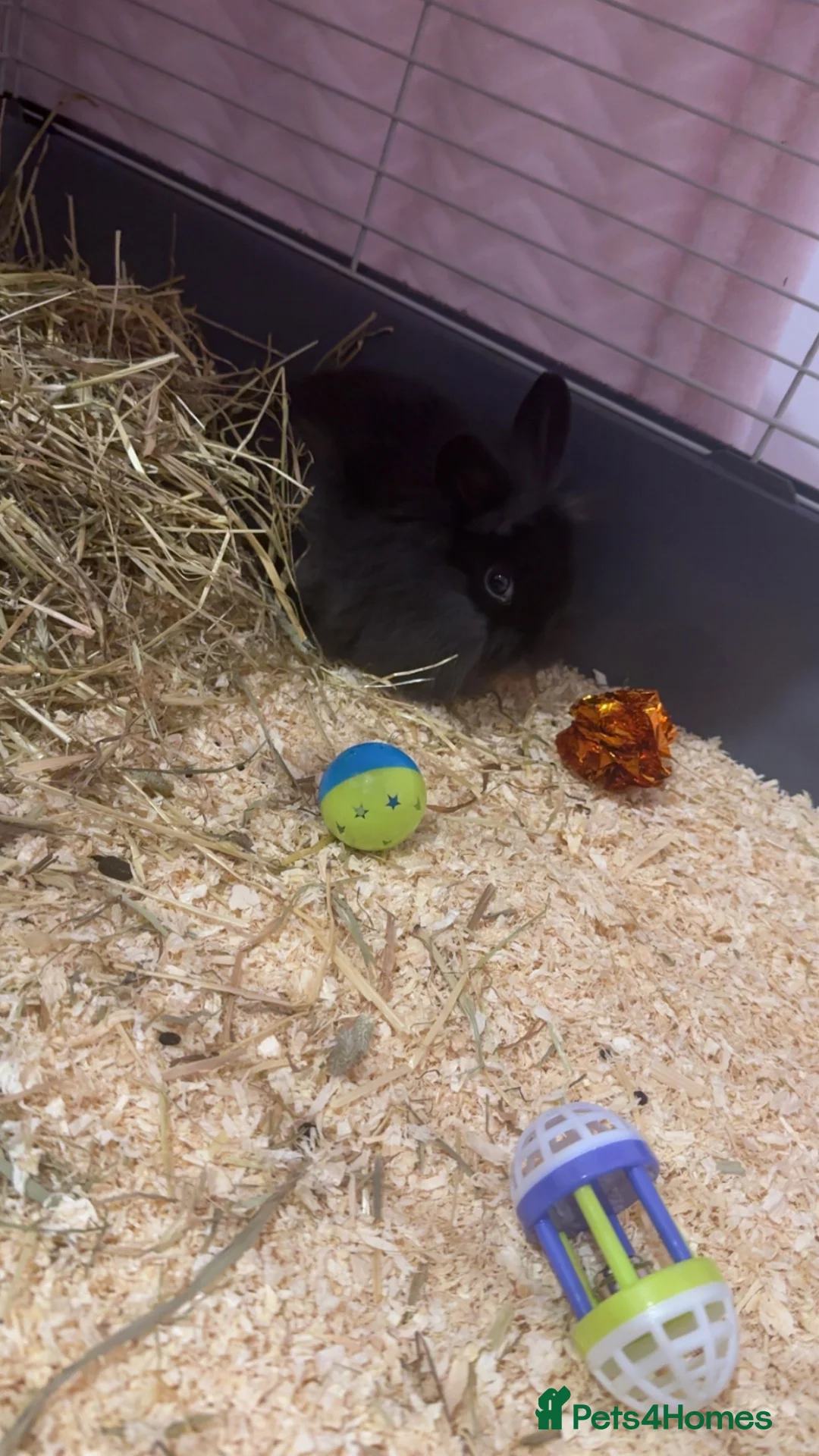 Mini Lion Lop rabbits for sale: Male mini lion lop - Advert 2
