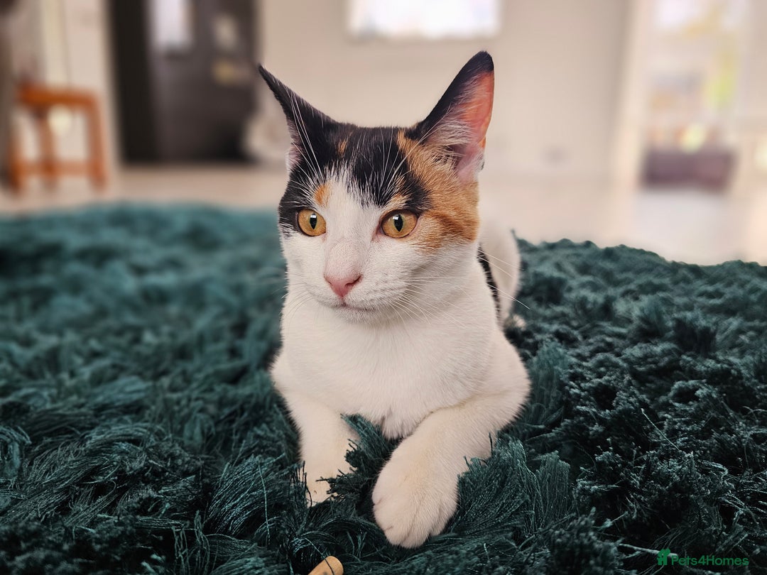 Domestic Shorthair cats for sale: Winky - Calico Cat - Female - Advert 1