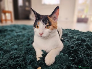 Domestic Shorthair cats Winky - Calico Cat - Female - Advert 2