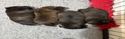 Staffordshire Bull Terrier dogs for sale: 4 CHUNKY stunning staffy pups!  - Advert 18