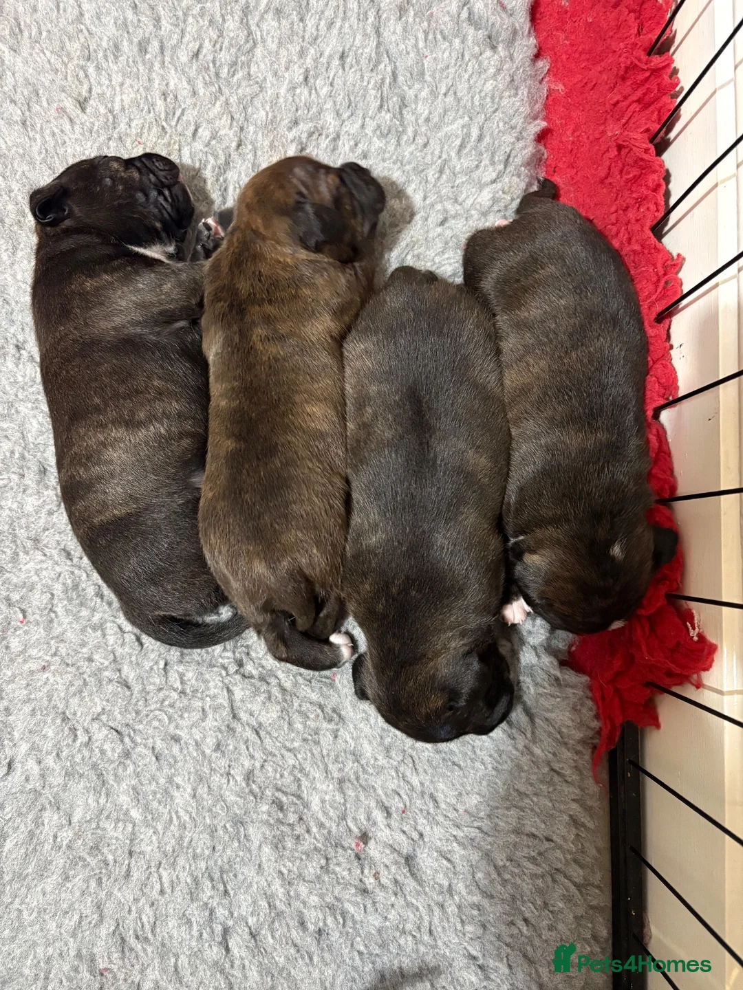 Staffordshire Bull Terrier dogs for sale: 4 CHUNKY stunning staffy pups!  - Advert 18