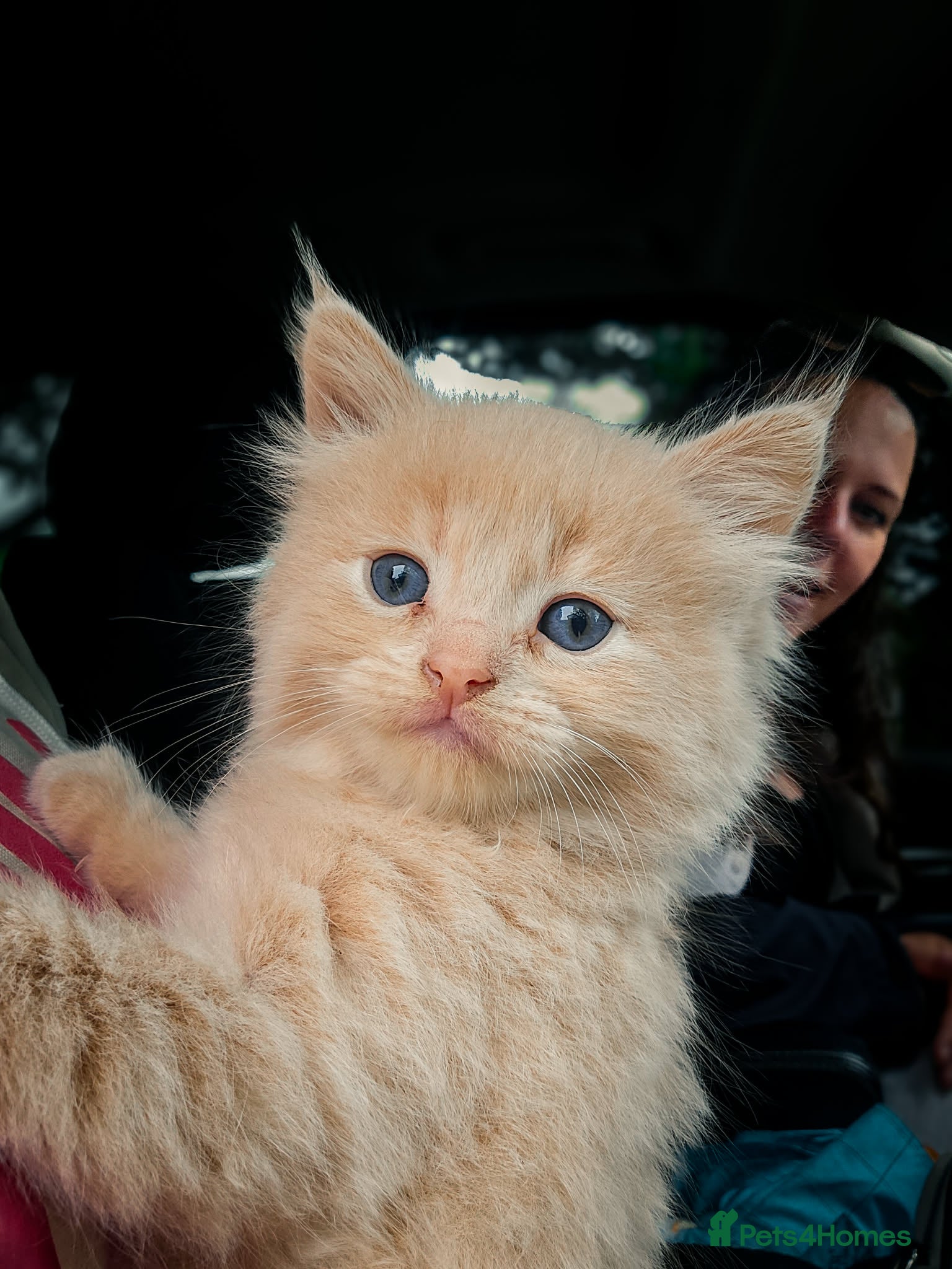 Mixed Breed cats for sale: Gorgeous ragdoll cross kittens  - Advert 10