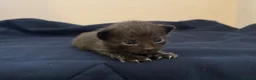 Mixed Breed cats for sale: Sphynx cross kittens x6 - Advert 30
