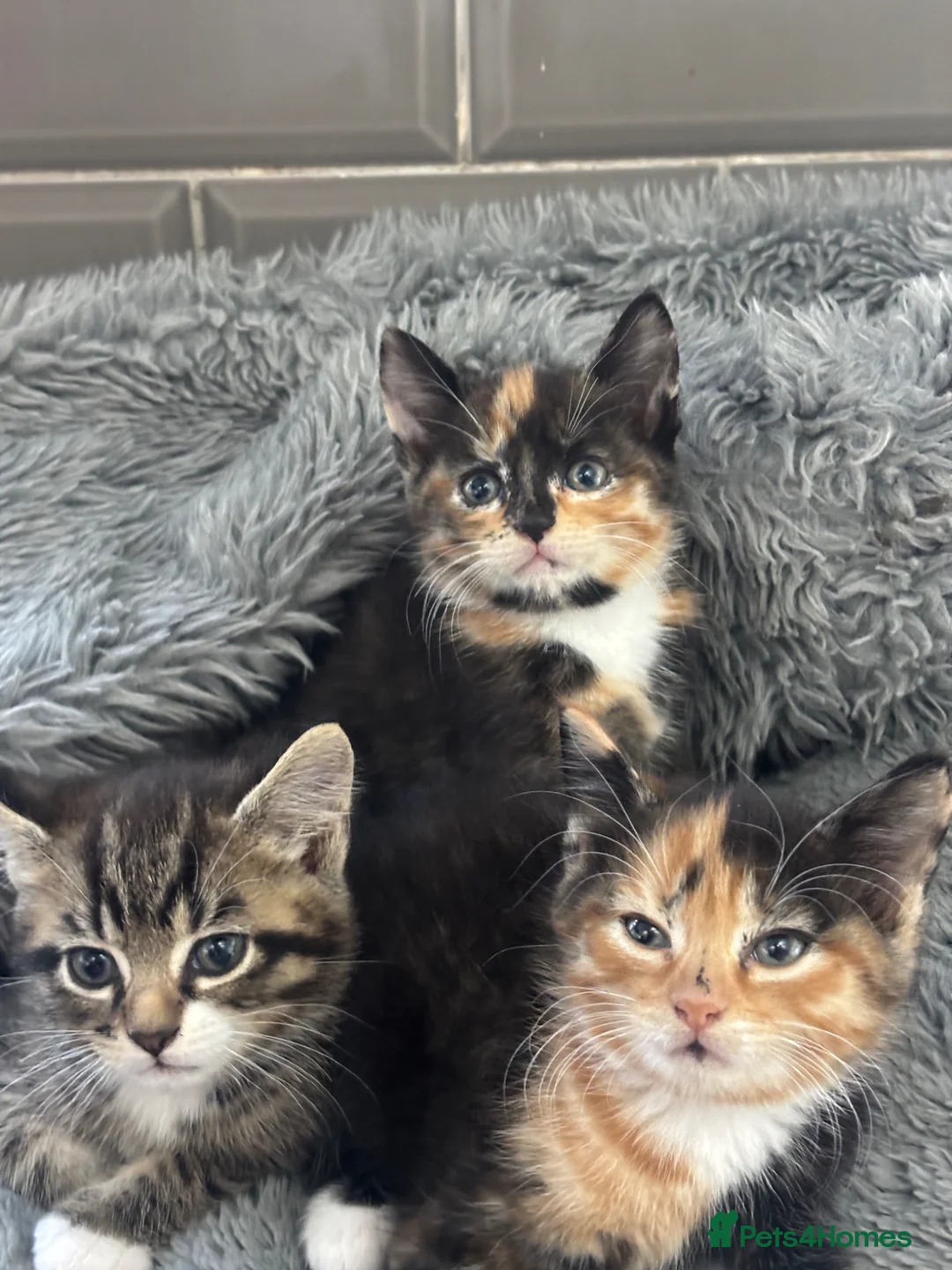 Mixed Breed cats for sale: Kittens 1/4 Maine coon.7 weeks and ready to leave. - Advert 17