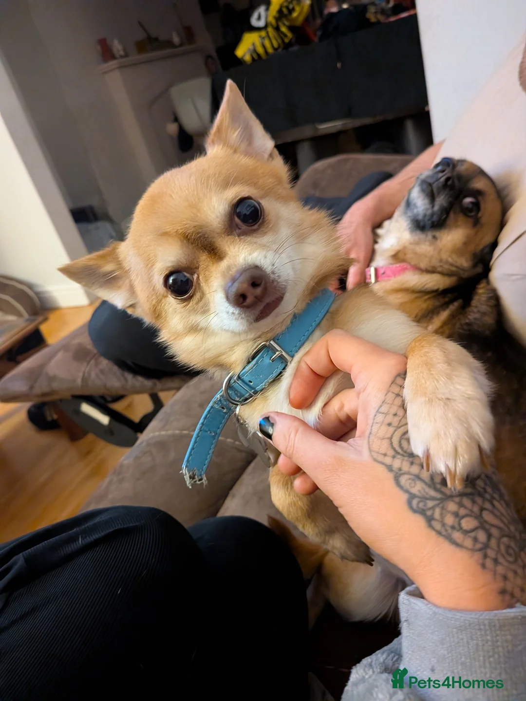Chihuahua dogs for stud: Beautiful Male Chihuahua for stud - Advert 2