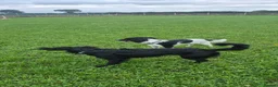 Mixed Breed dogs for sale: 2 x 2 year old Cocker Spaniel Mixed breed  in Neston - Advert 3