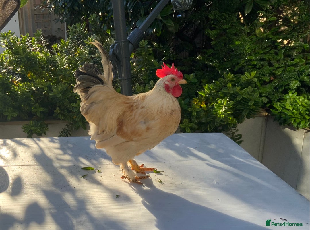 Chickens poultry for sale: Golden Bantam cockerels  - Advert 5