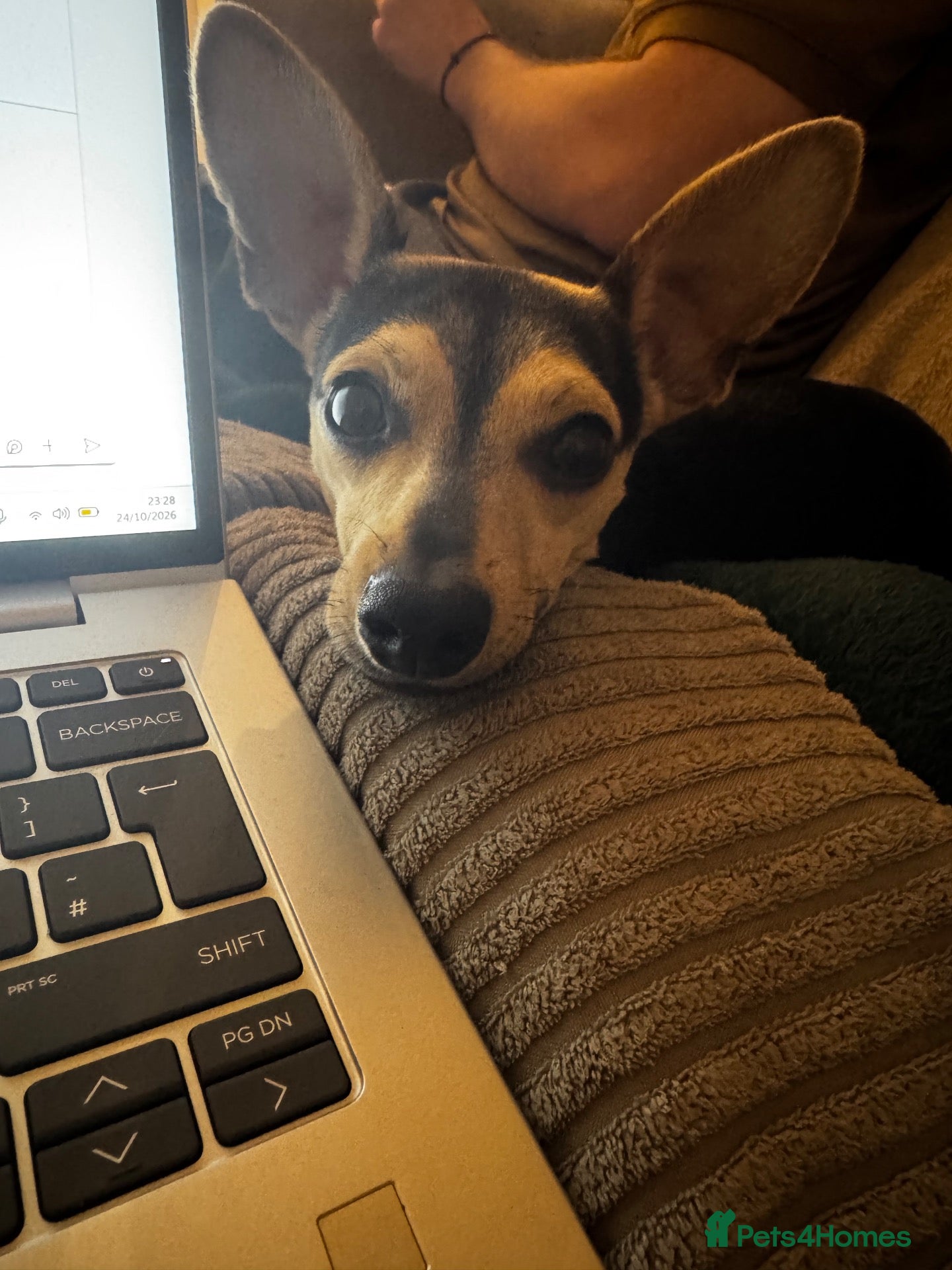 Miniature Pinscher dogs for sale: Forever home for Rufus - Advert 16