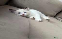 Ragdoll cats for sale: Beautiful Ragdolls READY NOW 💙 - Image 11