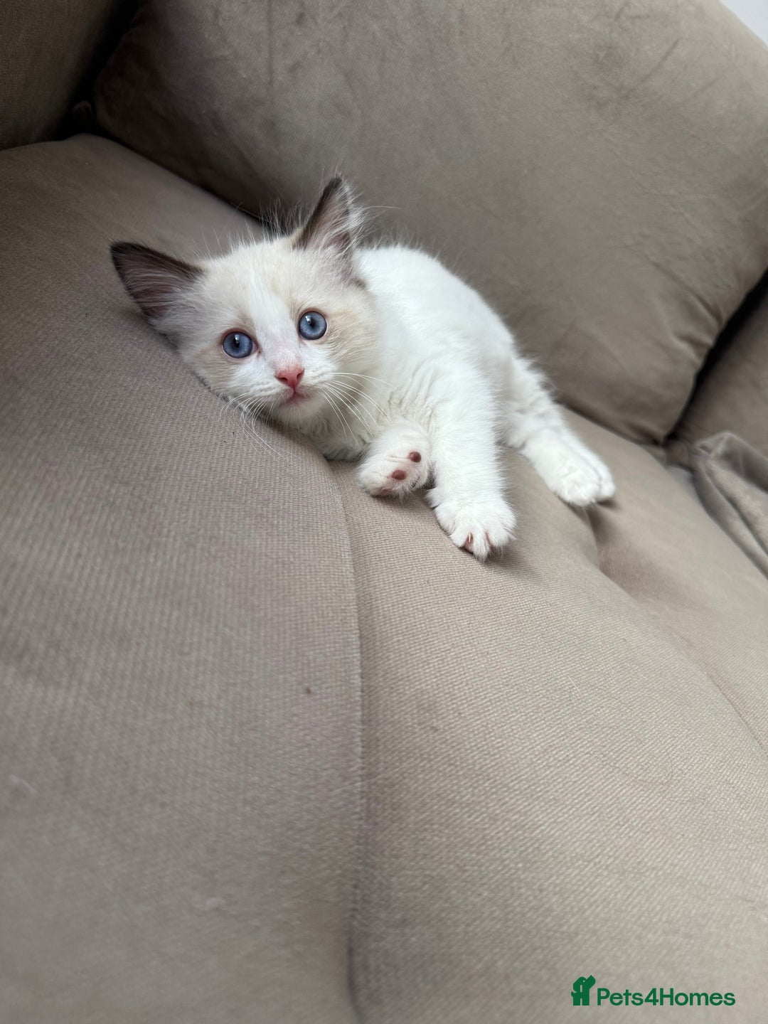 Ragdoll cats for sale: Beautiful Ragdolls READY NOW 💙 - Image 11