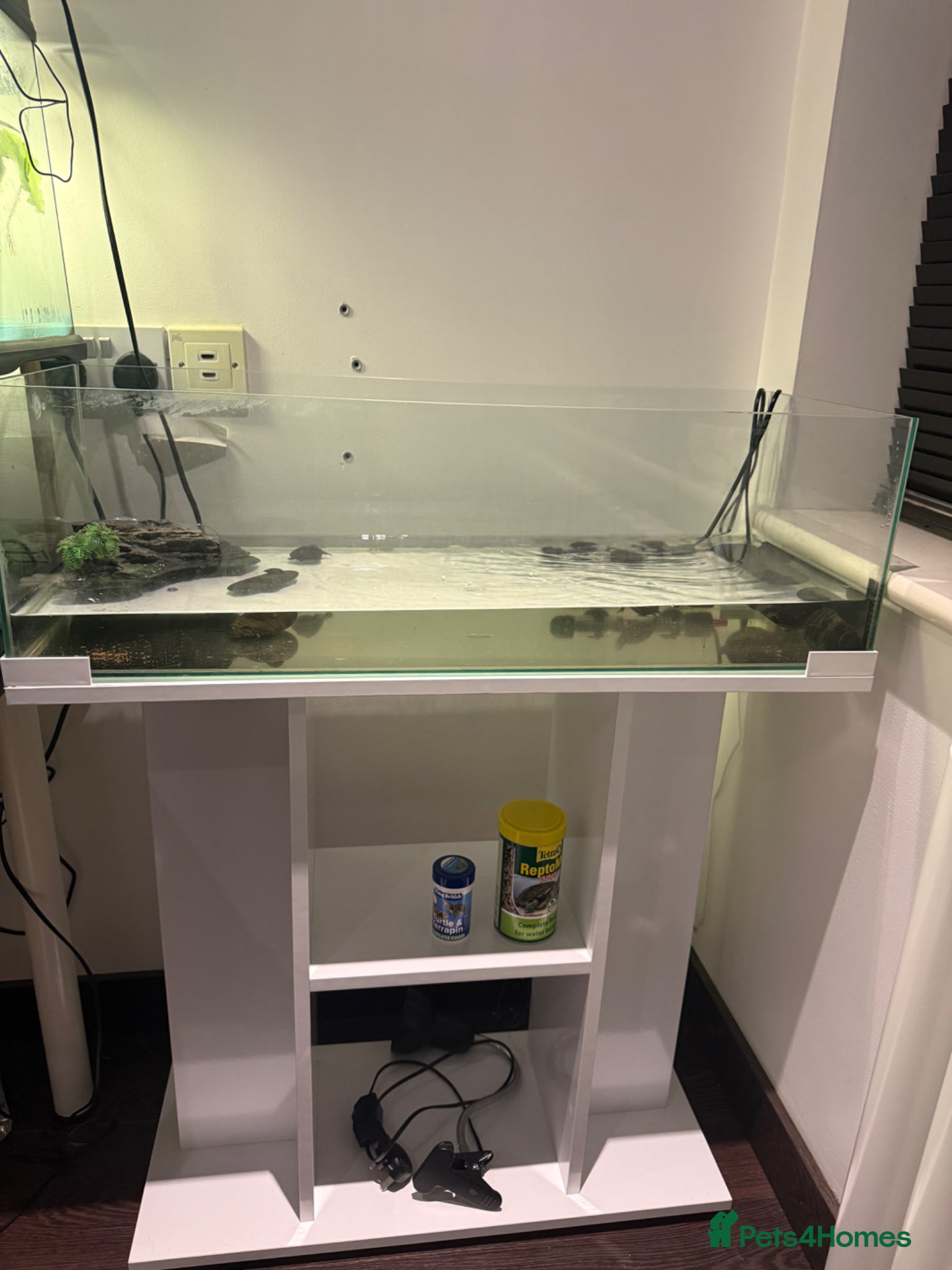 Turtle reptiles 2 x musk turtles with full set up  - Advert 1