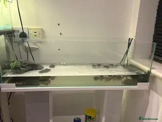 Turtle reptiles 2 x musk turtles with full set up - Advert 1