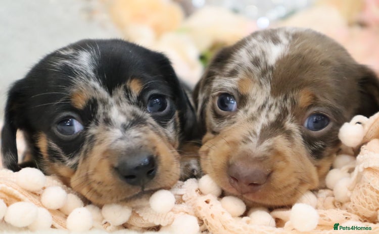 Miniature Dachshund dogs - Advert 5