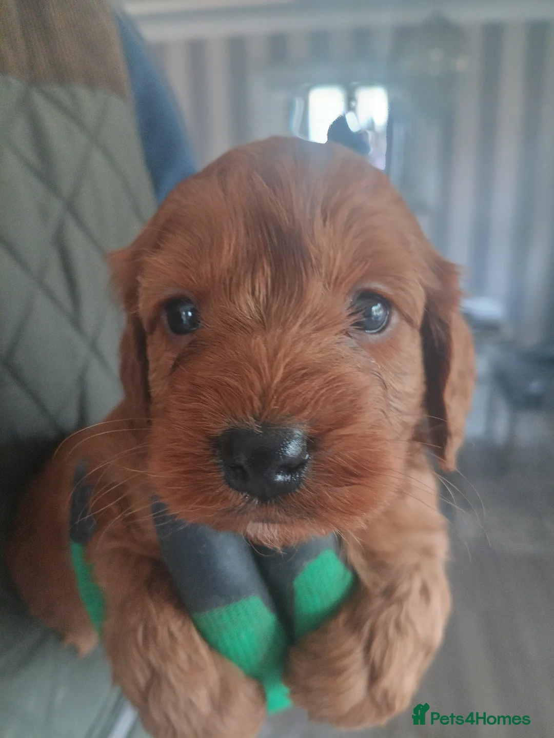 Cockapoo dogs for sale: Cockapoo Puppies F1 RED ♥️!!!!. in Glenrothes - Advert 2