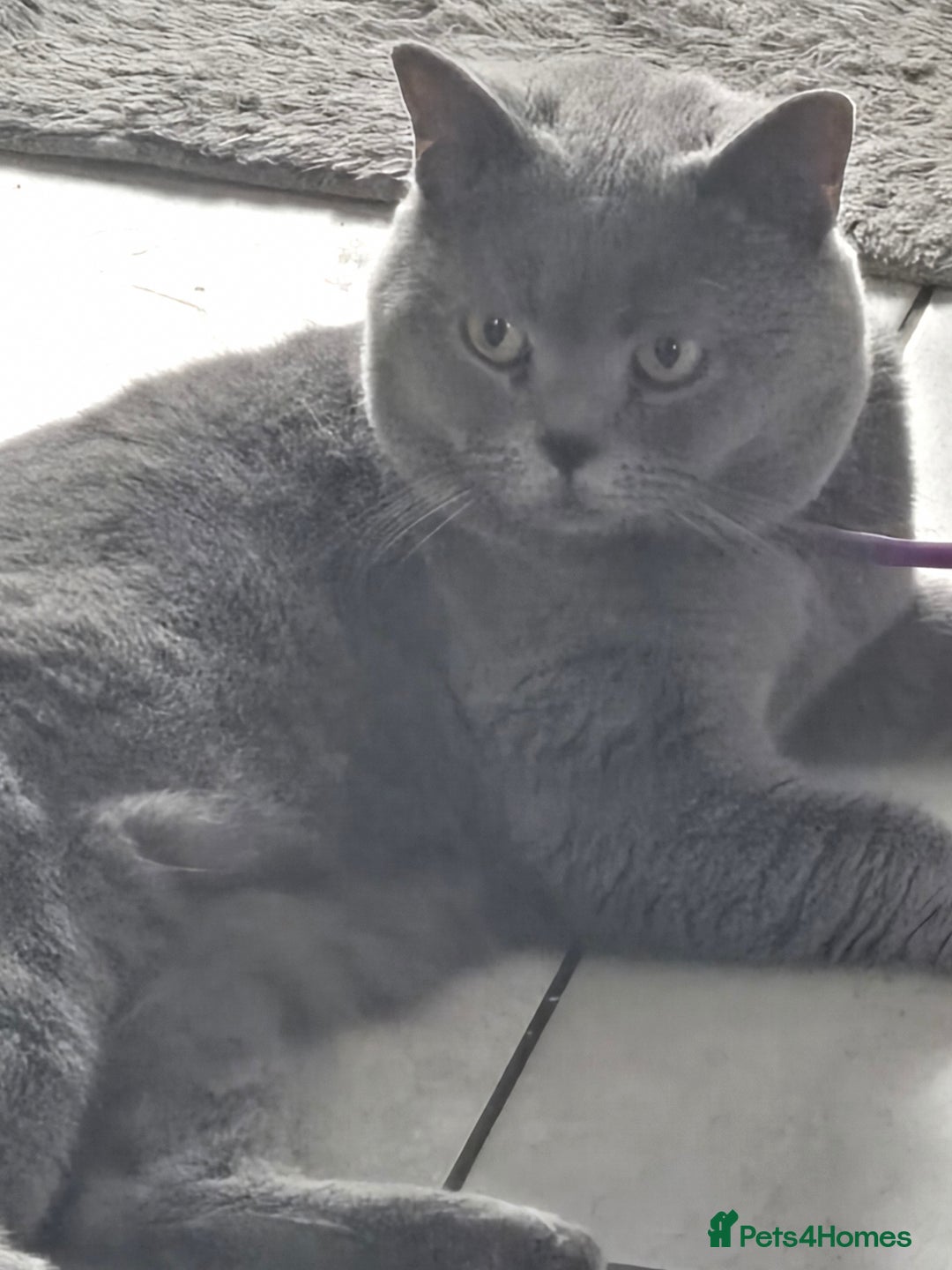 British Shorthair cats for sale: THREE BRITISH SHORTHAIR KITTENS FOR SALE - Advert 5