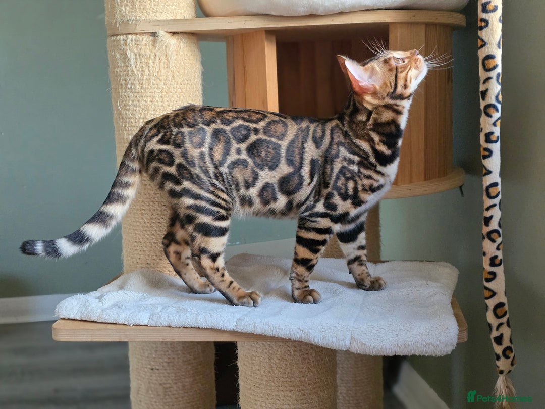 Bengal cats for sale: Brown Rosetted Bengal Prince  - Advert 15