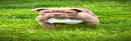 American Bully dogs for sale: Pocketbully last girl❤️only 900£ - Advert 14
