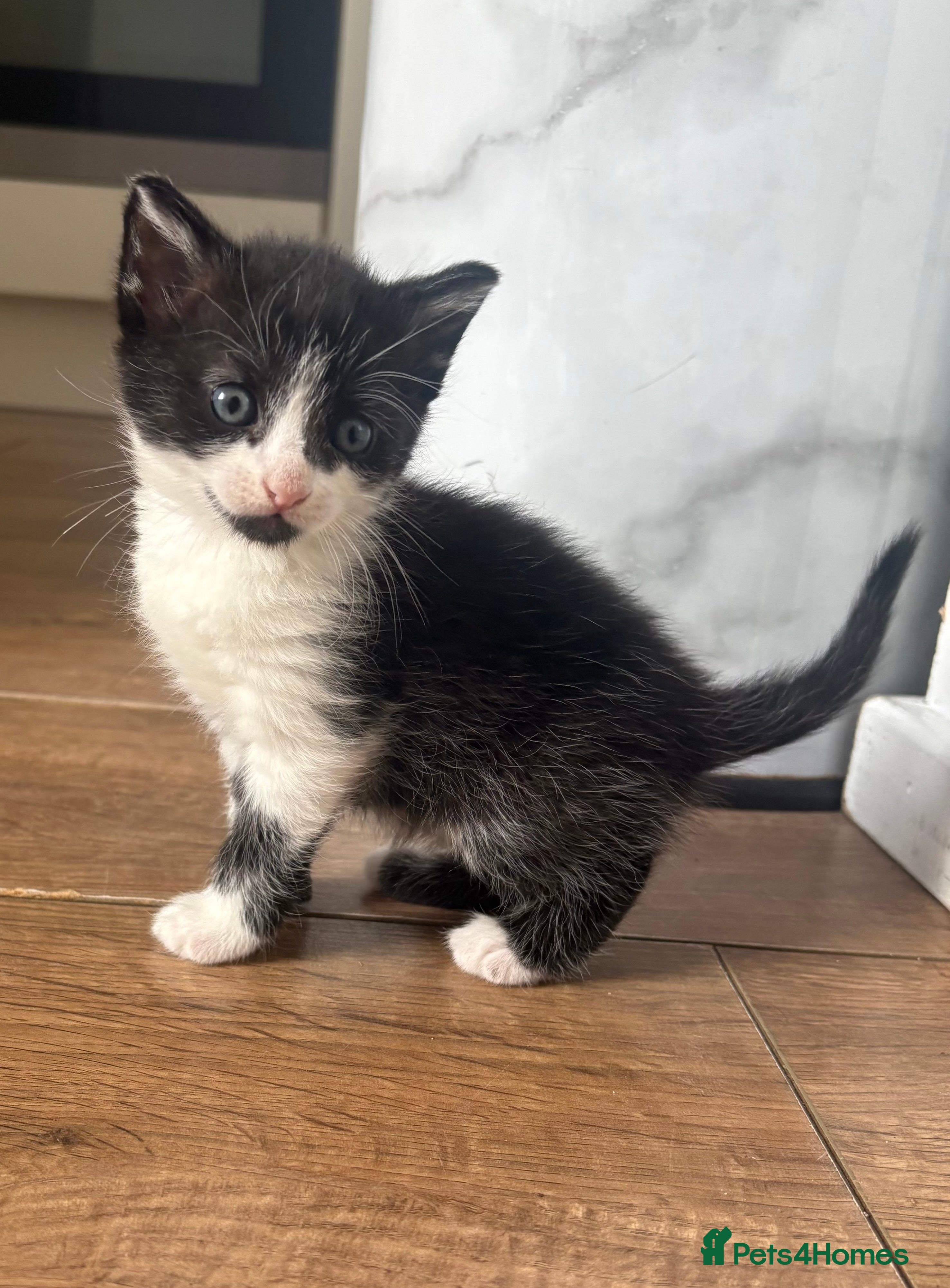 British Shorthair cats x2 kittens for sale - Advert 1