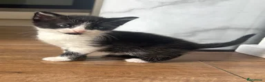 Black and White Kitten