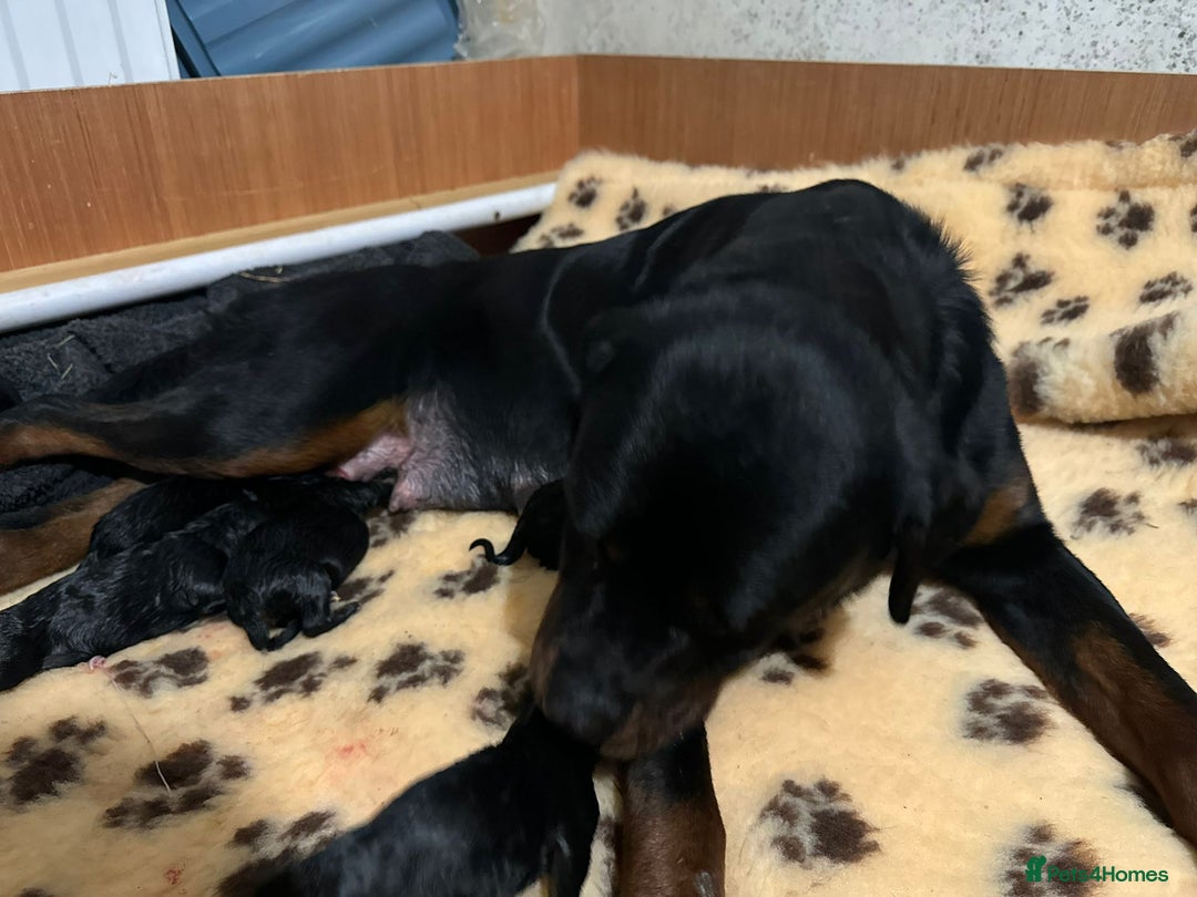 Rottweiler dogs for sale: 🐾 STUNNING ROTTWEILER PUPPIES FOR SALE! 🐾 - Image 12