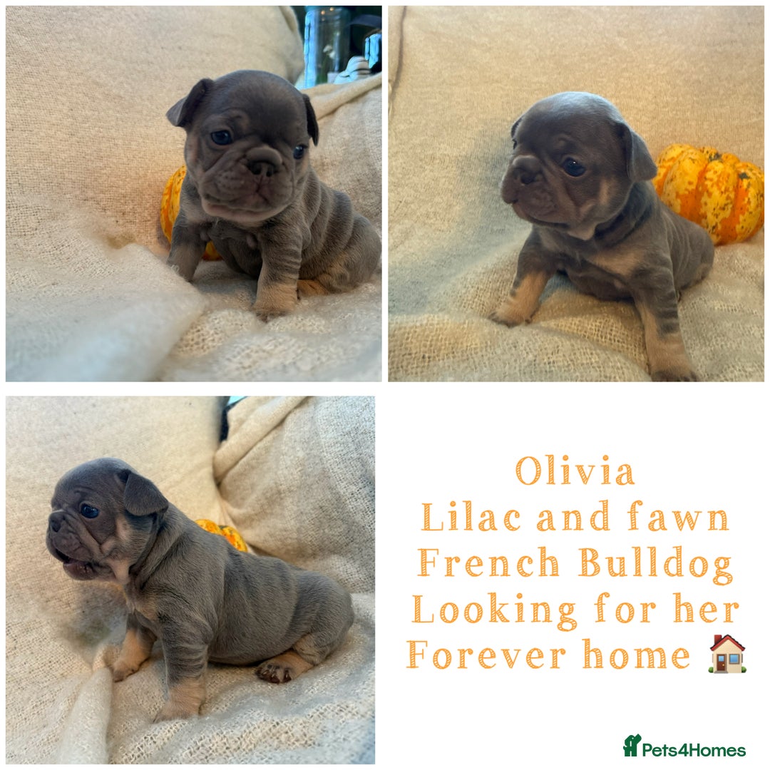 French Bulldog dogs for sale: Exclusive French Bulldog Puppies - Advert 5