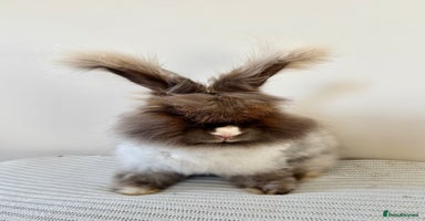 Angora rabbits - Advert 8