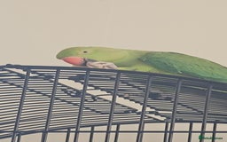 Ringnecks birds for sale: Green Indian ringneck  - Image 1