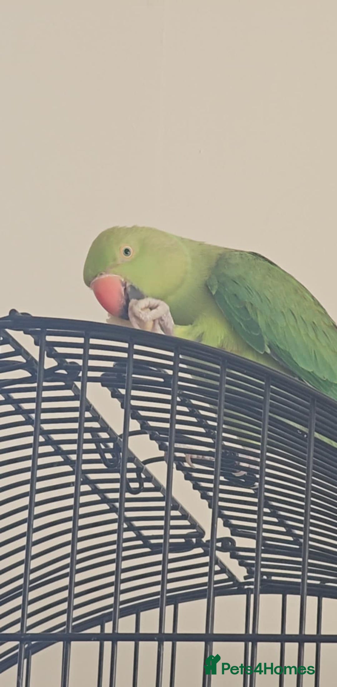 Ringnecks birds for sale: Green Indian ringneck  - Image 1