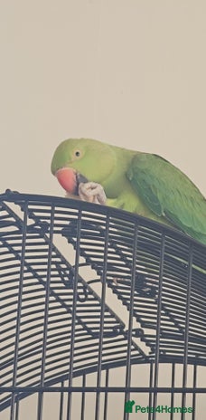Ringnecks birds - Advert 3