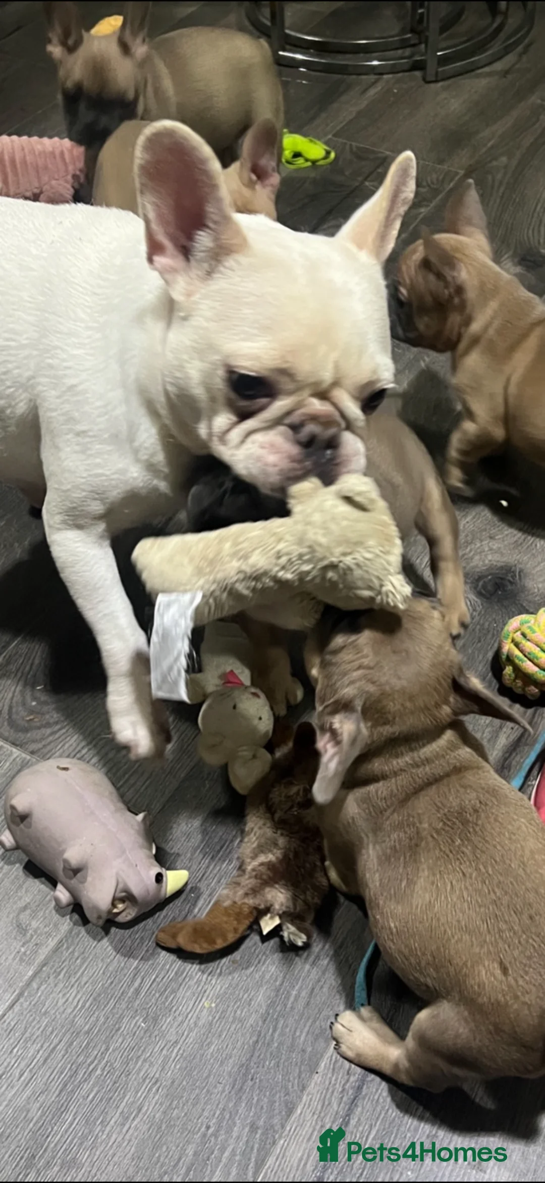 French Bulldog dogs for sale: French bulldog puppies  in Epsom - Advert 5