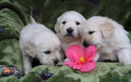 Golden Retriever dogs for sale: KC, Extensively Health tested Parents. Snow white - Image 15