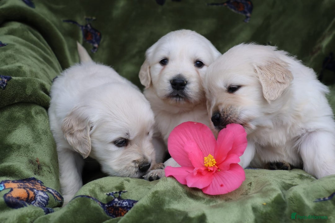 Golden Retriever dogs for sale: KC, Extensively Health tested Parents. Snow white - Image 15
