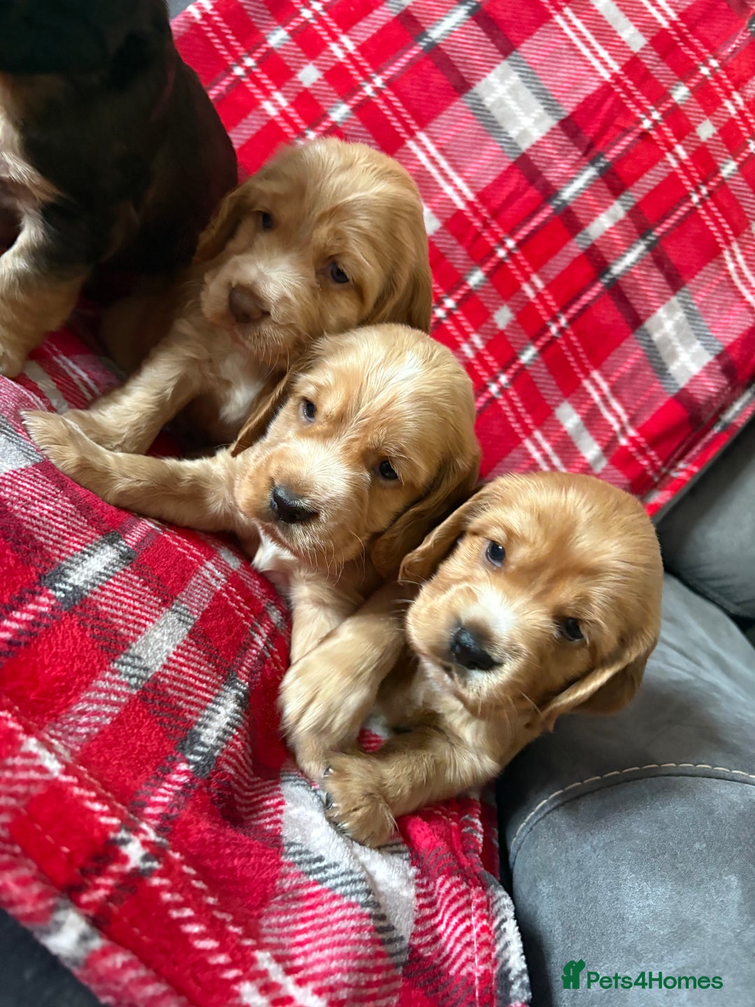 Cocker Spaniel dogs for sale: Show type cocker spaniel pups - Advert 13