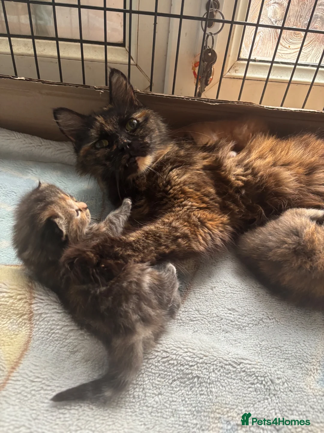Mixed Breed cats for sale: Ragdoll/persian X Scottish fold  - Advert 2