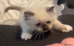 Ragdoll cats for sale: Ragdolls kittens  - Image 12
