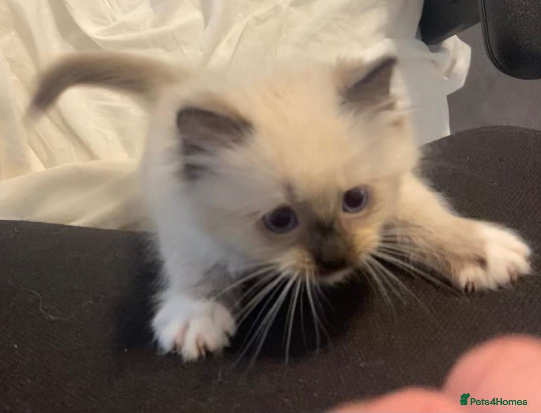 Ragdoll cats for sale: Ragdolls kittens  - Image 12