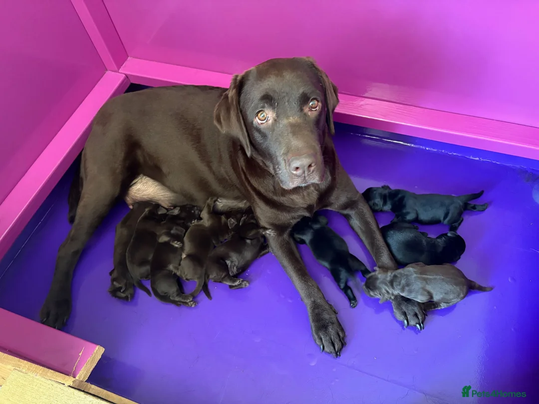Labrador Retriever dogs for sale: Macy's Litter - Advert 6